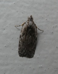 Phaeosaces compsotypa