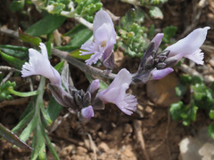 Polygala venulosa