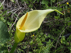 Arum creticum