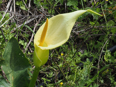 Arum creticum