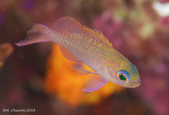 Anthias anthias