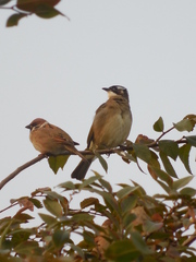 Pycnonotus sinensis