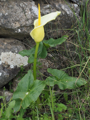 Arum creticum