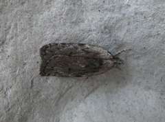 Phaeosaces compsotypa