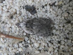 Phaeosaces compsotypa