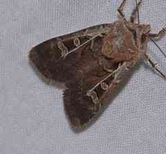 Euxoa divergens