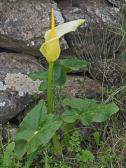 Arum creticum