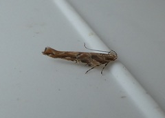 Pyroderces aellotricha