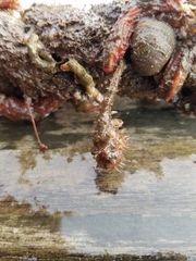 Boltenia villosa