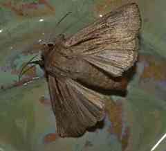 Leucania phragmitidicola