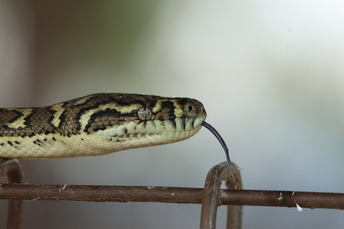 Coastal Carpet Python sighting