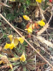 Lotus corniculatus
