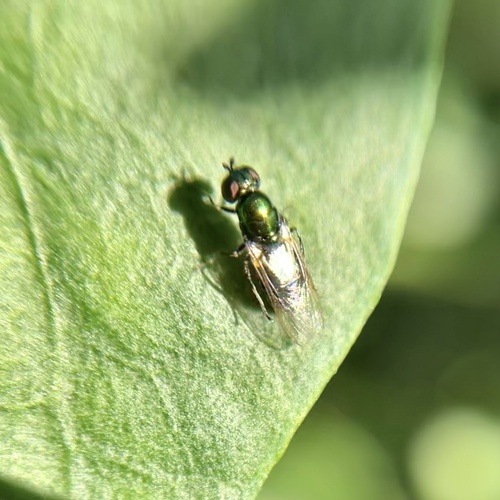 Unknown species found near Lennox Ave NE, Cedar Rapids, IA, US