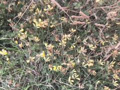 Lotus corniculatus