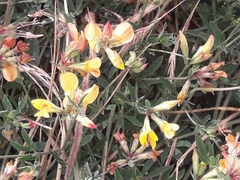 Lotus corniculatus