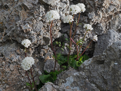 Valeriana asarifolia