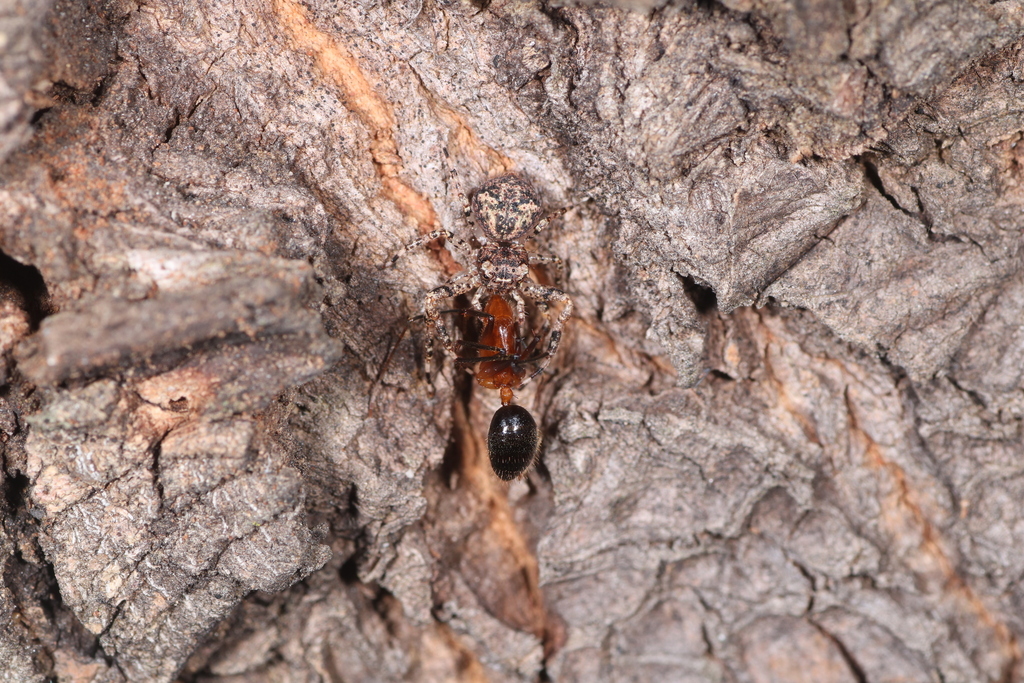 Ants from 马达加斯加岛伊胡西 on July 31, 2017 at 04:49 AM by 昆虫学liuye · iNaturalist