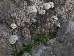 Valeriana asarifolia