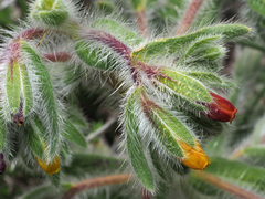 Onosma graeca