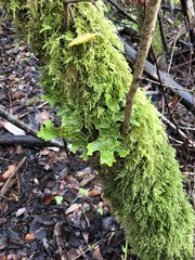Lobaria pulmonaria