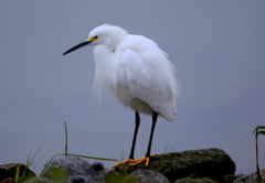 Egretta thula