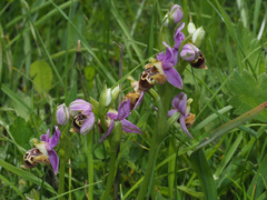 Ophrys heldreichii