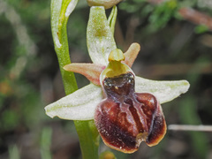 Ophrys sphegodes cretensis
