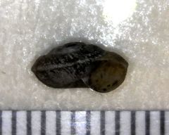 Oreohelix parawanensis