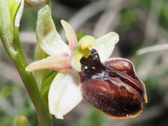 Ophrys sphegodes cretensis