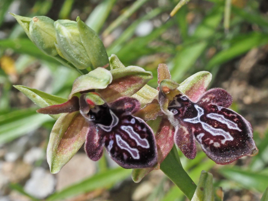 Orquídea abeja de Creta