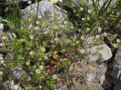 Cerastium comatum