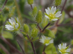 Cerastium comatum