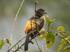 Ramphocelus flammigerus flammigerus