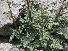Scrophularia lucida