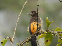 Ramphocelus flammigerus flammigerus