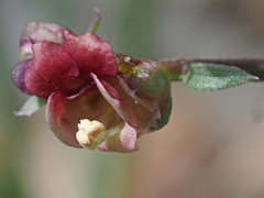 Scrophularia lucida