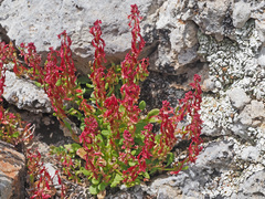 Rumex bucephalophorus aegaeus