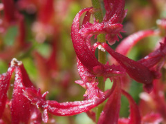 Rumex bucephalophorus aegaeus