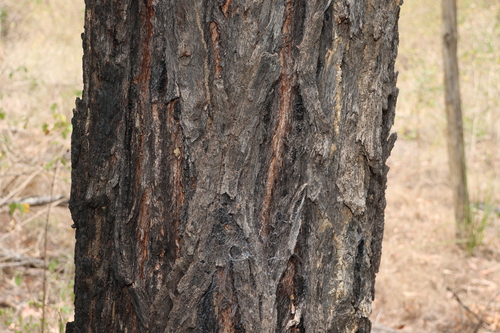 Helidon Ironbark (Eucalyptus taurina)