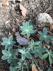 Lupinus huachucanus