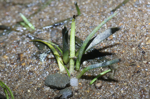 Spongy Arrowhead (Sagittaria spongiosa)