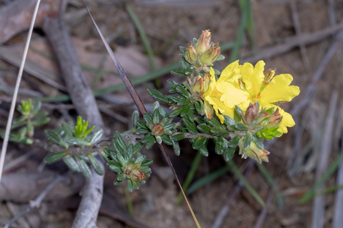 Silky Guinea-flower (Hibbertia sericea)