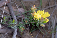 Hibbertia sericea