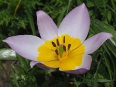 Tulipa saxatilis