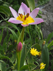 Tulipa saxatilis