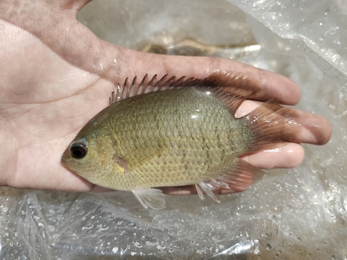 Catopra (Pristolepis fasciata) — Pristolepididae — 3