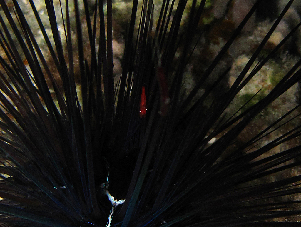 Tuleariocaris