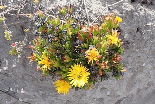 Limestone Brightfig (Lampranthus fergusoniae)