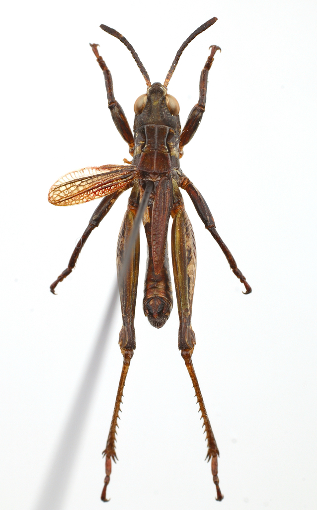 Aeropedellus prominemarginis