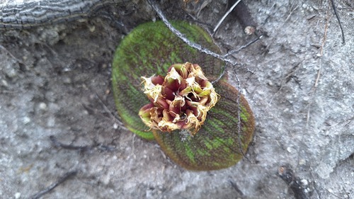 Coastal Hedgehog Lily (Massonia longipes)